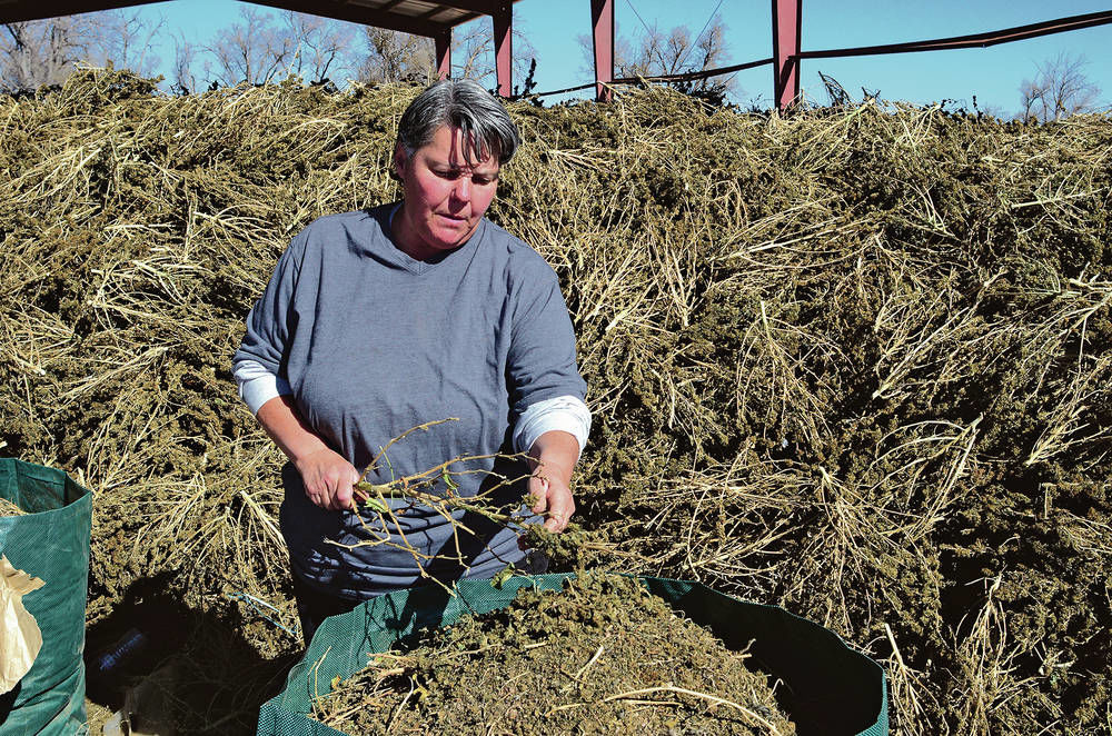 Hemp: New Mexico industry growing like a weed